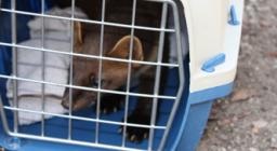 la giovane martora reintrodotta ad Usellus al momento dell'arrivo in gabbietta