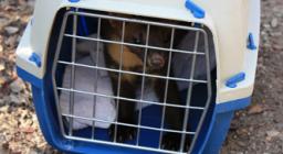 la giovane martora reintrodotta ad Usellus al momento dell'arrivo in gabbietta