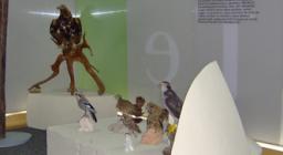 la sezione dedicata agli uccelli - foto PP.Mocci