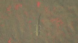 euprotto in vasca a Monte Ferru euprotto in vasca a Monte Ferru