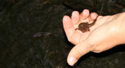 cattura e immediato rilascio nel sito di origine di 12 euprotti rimasti intrappolati in vasca mobile AIB a Monte Ferru, Cardedu cattura e immediato rilascio nel sito di origine di 12 euprotti rimasti intrappolati in vasca mobile AIB a Monte Ferru, Cardedu