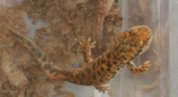 primo piano di un euprotto salvato primo piano di un euprotto salvato