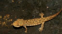 un euprotto liberato un euprotto liberato