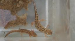 euprotti nella vaschetta di trasporto euprotti nella vaschetta di trasporto