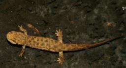 gli anfibi in acqua nel torrente di rilascio gli anfibi in acqua nel torrente di rilascio