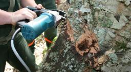 Macchinario per decorticare