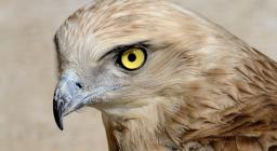 primo piano del profilo del Biancone, in evidenza gli occhi gialli - immagine dal Centro Fauna di Monastir