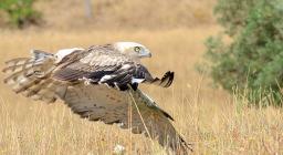 Biancone, rapace in volo - immagine a cura del Servizio Territoriale EFS di Cagliari