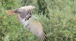 Biancone, rapace spicca il volo - immagine a cura del Servizio Territoriale EFS di Cagliari