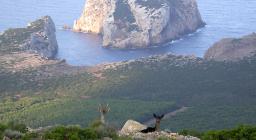 Censimento Daino - Foresta demaniale Porto Conte 2