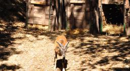 muflone prima del rilascio in natura