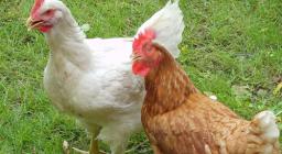 galline nel Giardino mediterraneo Primi passi