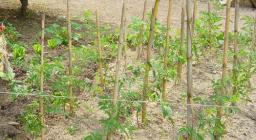 Giardino mediterraneo primi passi