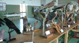 Specie di uccelli, Mostra itinerante Monte Arci Specie di uccelli, Mostra itinerante Monte Arci