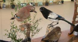 Selvaggina esposta alla Mostra itinerante Monte Arci Selvaggina esposta alla Mostra itinerante Monte Arci