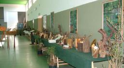 Varie sezioni di fusti, Mostra Monte Arci Varie sezioni di fusti, Mostra Monte Arci