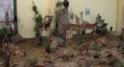 Riproduzione fauna selvatica, Mostra Monte Arci