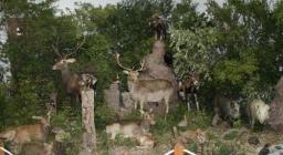 Fauna selvatica, Mostra Monte Arci Fauna selvatica, Mostra Monte Arci