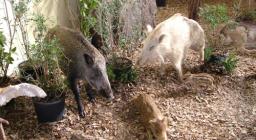 Specie di cinghiali, Mostra Monte Arci Specie di cinghiali, Mostra Monte Arci