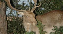 Cervo alla Mostra itinerante Monte Arci Cervo alla Mostra itinerante Monte Arci