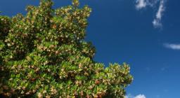 Corbezzoli nella foresta di Silana Corbezzoli nella foresta di Silana