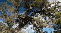 Grande Ginepro, Silana Grande Ginepro, Silana