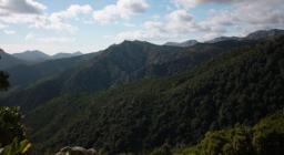 Silana, scorcio della foresta Silana, scorcio della foresta