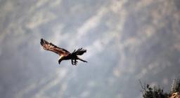 Aquila reale in volo