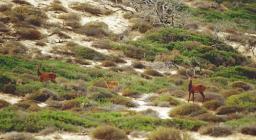 Cervo sardo in zona dune