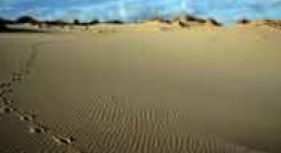 Dune di Piscinas, tracce di Cervo sardo