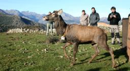 Liberazione di un cervo elitrasportato in Corsica Liberazione di un cervo elitrasportato in Corsica