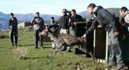 Liberazione di un cervo elitrasportato in Corsica Liberazione di un cervo elitrasportato in Corsica