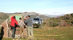 Ripartenza dalla Corsica dopo la liberazione dei cervi Ripartenza dalla Corsica dopo la liberazione dei cervi