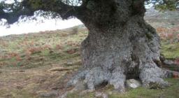 Roverella plurisecolare