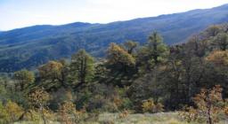 Bosco vetusto di roverella