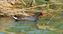 Gallinella d'acqua