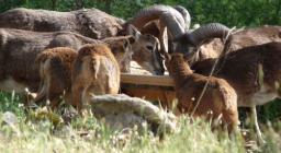 Mufloni a Monte Limbara