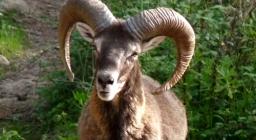 Esemplare di muflone maschio a Monte Limbara