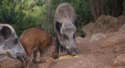 Cinghiale (F.D. Sos Littos)