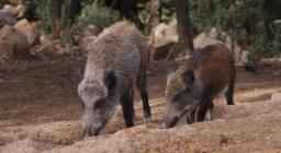 Cinghiale (F.D. Sos Littos)