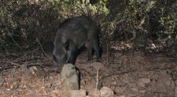 Cinghiale (F.D. Porto Conte)