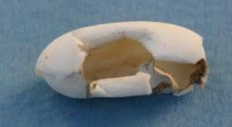 Uovo schiuso di Emys orbicularis Uovo schiuso di Emys orbicularis