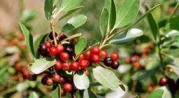 Rhamnus alaternus, foto da Digital Library