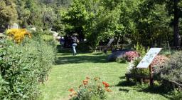 Monte Limbara Sud, Giardino delle Farfalle