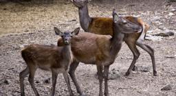 Gruppo di cervi Gruppo di cervi