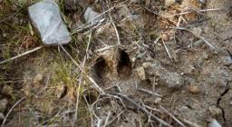 Orma di cervo Orma di cervo