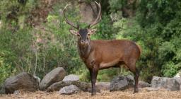 Esemplare di cervo maschio