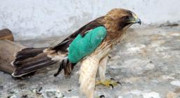 Aquila minore ferita al Centro Fauna Bonassai