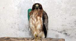 Aquila minore ferita al Centro Fauna Bonassai