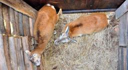 Passaggio di mufloni nel corral durante le operazioni di cattura